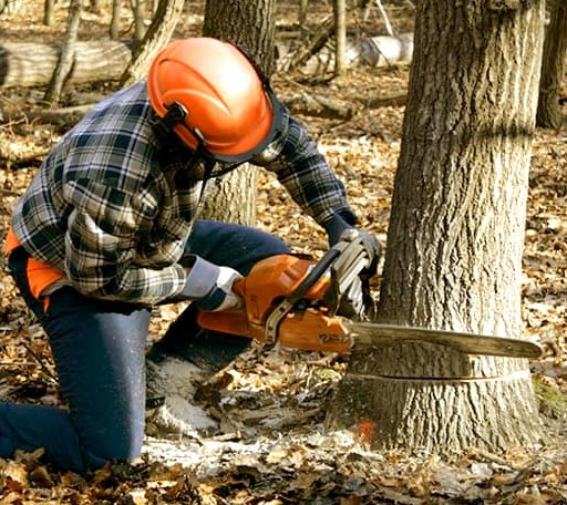 Tree Removal in Villa Maria, PA